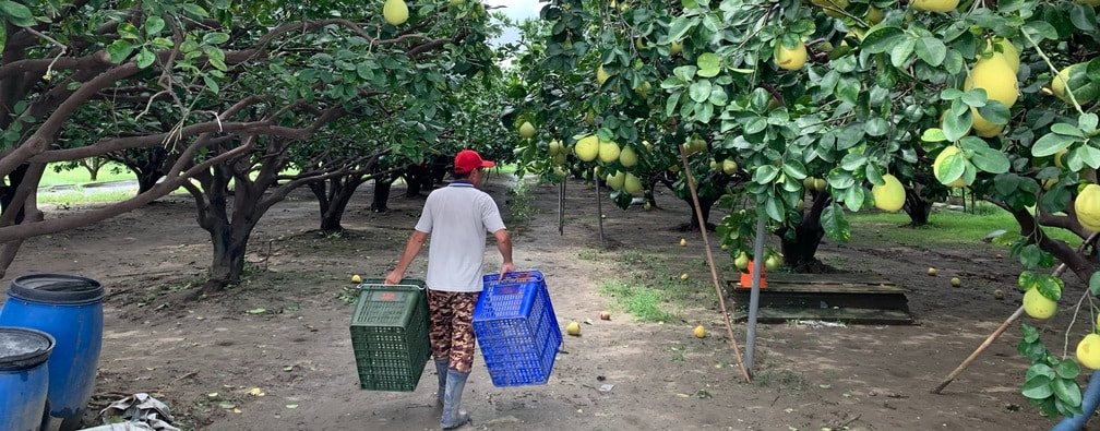農夫正準備去採收柚子